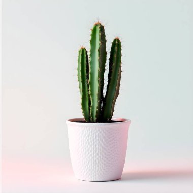Renkli bir arka planda bir saksıda kaktüs