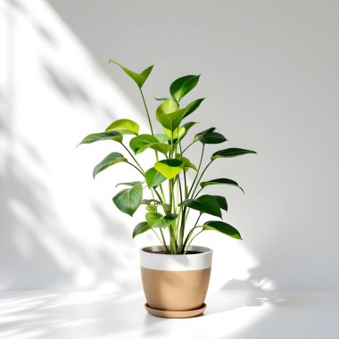 Minimalist beyaz bir arka planda tencerede izole edilmiş bitki çiçeği.