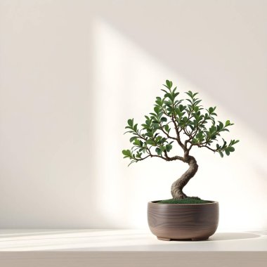 Minimalist beyaz bir arka planda tencerede izole edilmiş bitki çiçeği.