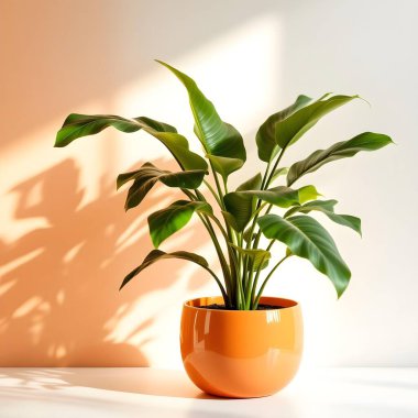 Minimalist beyaz bir arka planda tencerede izole edilmiş bitki çiçeği.