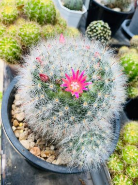 Lovely pink of cactus flower look like important thing of life clipart
