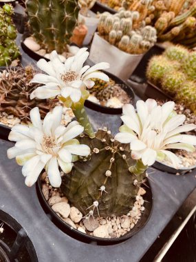 Lovely white  of cactus flower clipart