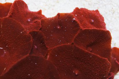 Koyu Kırmızı Mantar Kayası, Aktinodisk spp