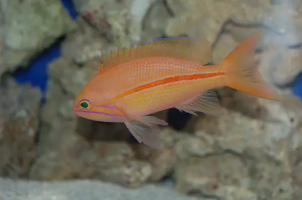 Tek Çizgili Anthias (Pseudanthias fasciatus)