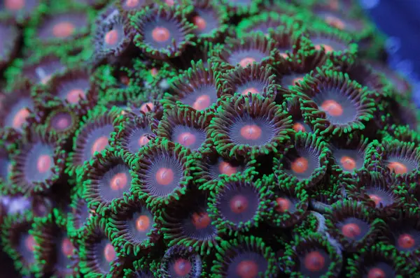 stock image Orange Spot-Green Fringe Purple Zoanthids - Zoanthus spp