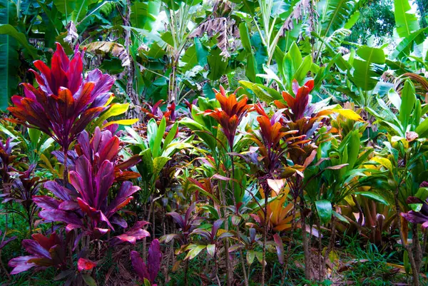 Maui Yağmur Ormanı, Hawaii 'de Kırmızı Ti Bitkileri ve Muz Ağaçları