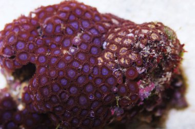 Purple Bullseye ve Golden Zoanthids, Zoanthus spp