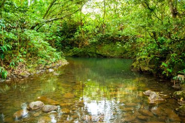 Rahatlatıcı Pürüzsüz Akıntı Maui, Hawaii 'de Yağmur Ormanlarında Yuvarlanıyor