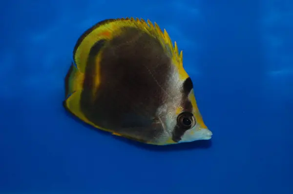 Flavirostris Kelebeği (Sarı Burun veya Kara Kelebek Balığı) - Chaetodon Flavirostris