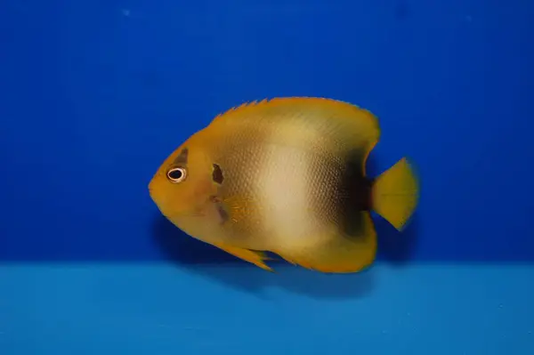 Afrika Melek Balığı, Gine Melek Balığı (Holacanthus africanus)
