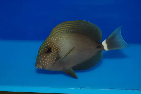 Spotface Surgeonfish, Acanhurus maculiceps