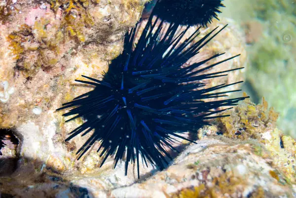 Blue Black Spiney Urchin Maui Hawaii Tidepool 'da