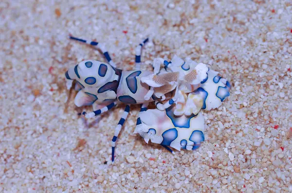 Mavi Harlequin Karidesi - Hymenocera elegans