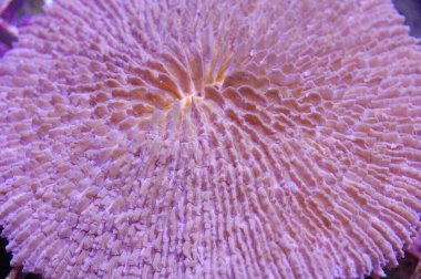 Pembe plaka mercan, fungia spp