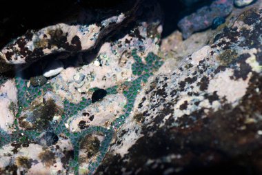 Maui 'de yeşil Zoanthids, Hawaii Tidepool