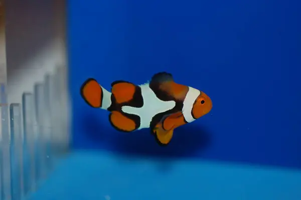 Artı işareti olan gerçek Percula Palyaço Balığı - Amphiprion perküla