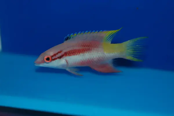 Küba Hogfish, Spotfin Hogfish - Bodianus pulchellus