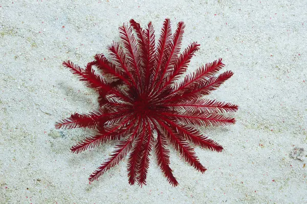 Kırmızı Tüy Yıldızı, Crinoid