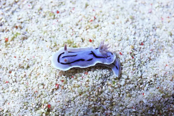 Willan 'ın Kromodorisi, Chromodoris willani