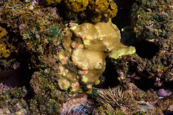 Maui 'deki Stony Coral, Hawaii Tidepool