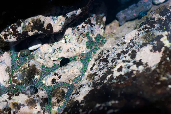 Maui 'de yeşil Zoanthids, Hawaii Tidepool