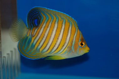 Kral Melek Balığı (Pygoplites diacanthus) Akvaryum Balığı