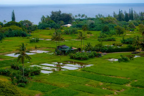 Maui Hawaii 'de Hana Yolundaki Çiftlik Köyü