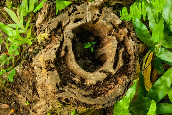 Eski İçi Boş Stump, Maui, Hawaii 'de Yeni Hayat