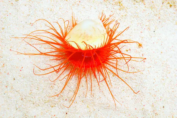 Elektrik Göz Neşteri, Limaria spp