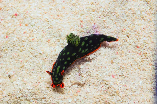 Cristate Neon Slug, Nembrotha cristata