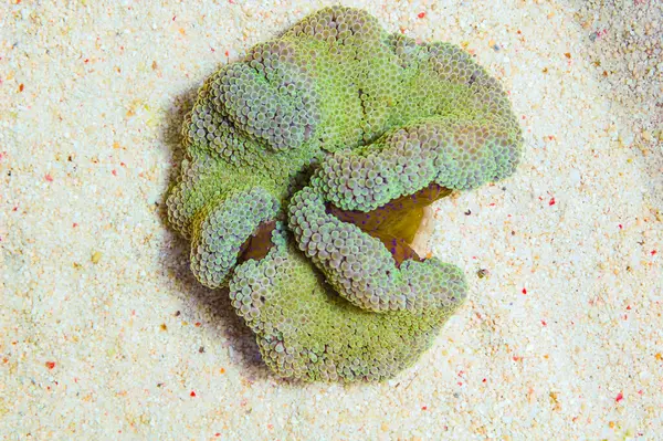 Yeşil Halı Anemone, Stichodactyla dev çay