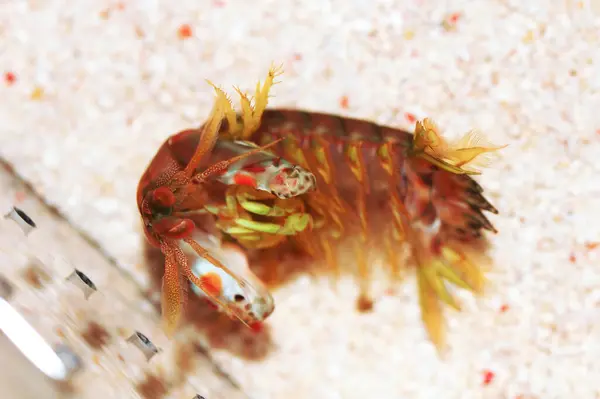 Turuncu Leke Mantid Karidesi, Gonodactylaceus ternatensis
