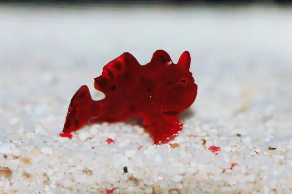 Kızıl Wartskin Anglerfish, Antennarius maculatus