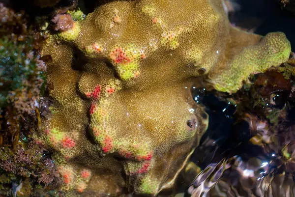 Maui 'deki Stony Coral, Hawaii Tidepool