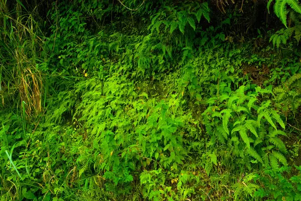 Hana, Maui, Hawaii 'ye giden yolun kenarındaki vahşi eğrelti otları.