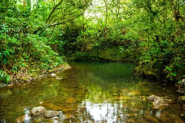 Rahatlatıcı Pürüzsüz Akıntı Maui, Hawaii 'de Yağmur Ormanlarında Yuvarlanıyor