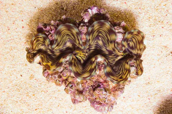 Yeşil Sınır Squamosa İstiridyesi - Tridacna Squamosa