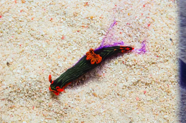 Flamboyant Sea Slug Ink, Nembrotha kubaryana