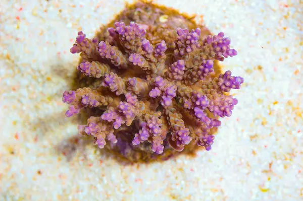 Purple Tip Bushy Acropora - Acropora spp