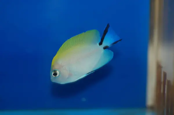 Kırlangıç Melek Balığı, Kara Leke Melek Balığı (Genicanthus melanospilos)