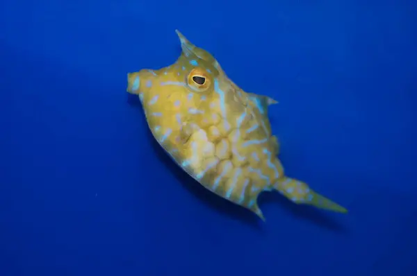 Thornback Cowfish, Bluelined Boxfish (Lactoria fornasini)