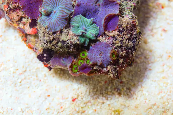 Türlü mantar mercanları ve yeşil Zoanthids, Actinodiscus spp. ve Zoanthus spp.