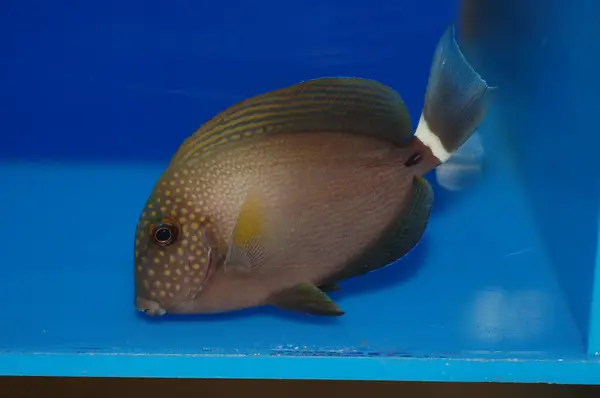 Benek Suratlı Cerrah Balığı (Acanthurus maculiceps)