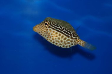 Scribbled Boxfish, Reticulate Boxfish (Ostracion solorensis) clipart