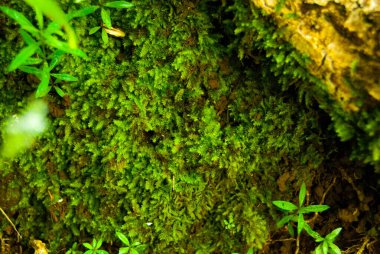 Patikada Yosun, Maui, Hawaii