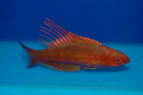 Mavi Flasher Yolu (Paracheilinus siyaneus)