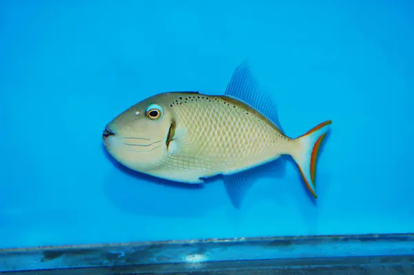 Kiribati Crosshatch Tetikleyici Balığı - Xanthichys yeşillik