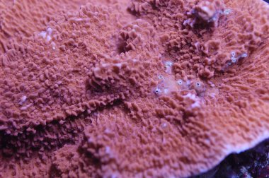 Orange Scrolling Montipora, Montipora spp.