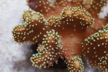 Crown Deri Mercan, Lobophytum spp