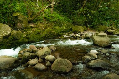 Maui, Hawaii 'deki Creek Flowing in the Jungle